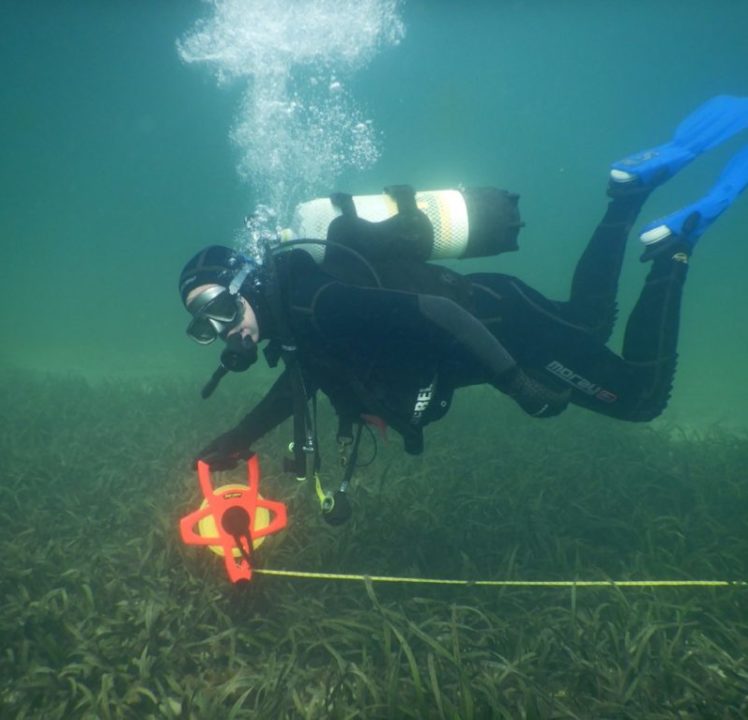 Seagrass Recovery in Whyalla
