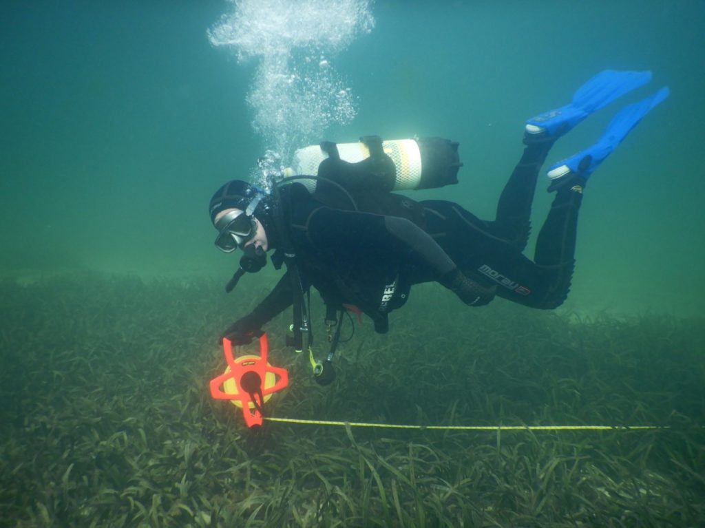 Seagrass Recovery in Whyalla