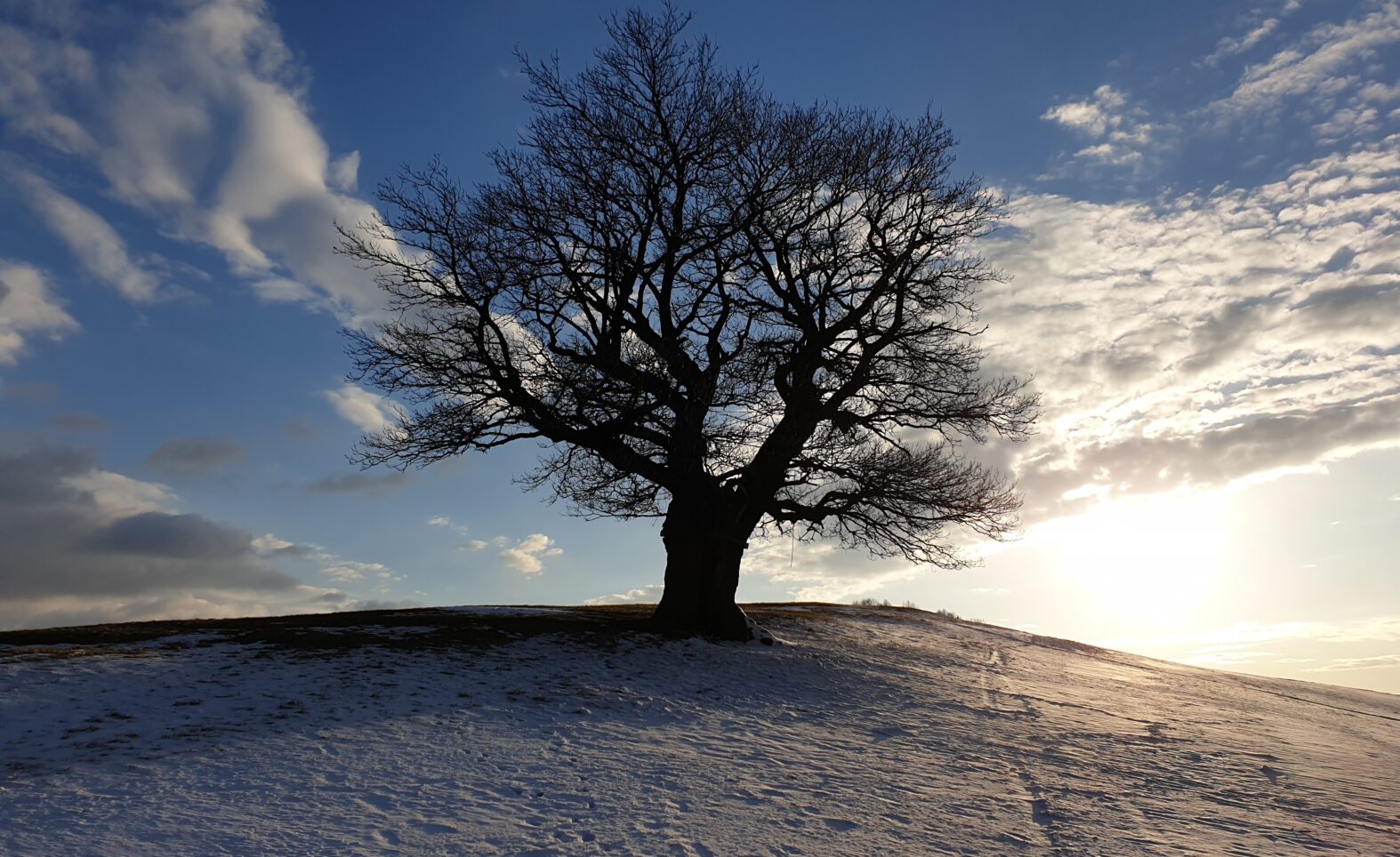 Photo of the month – The Steadfast Oak
