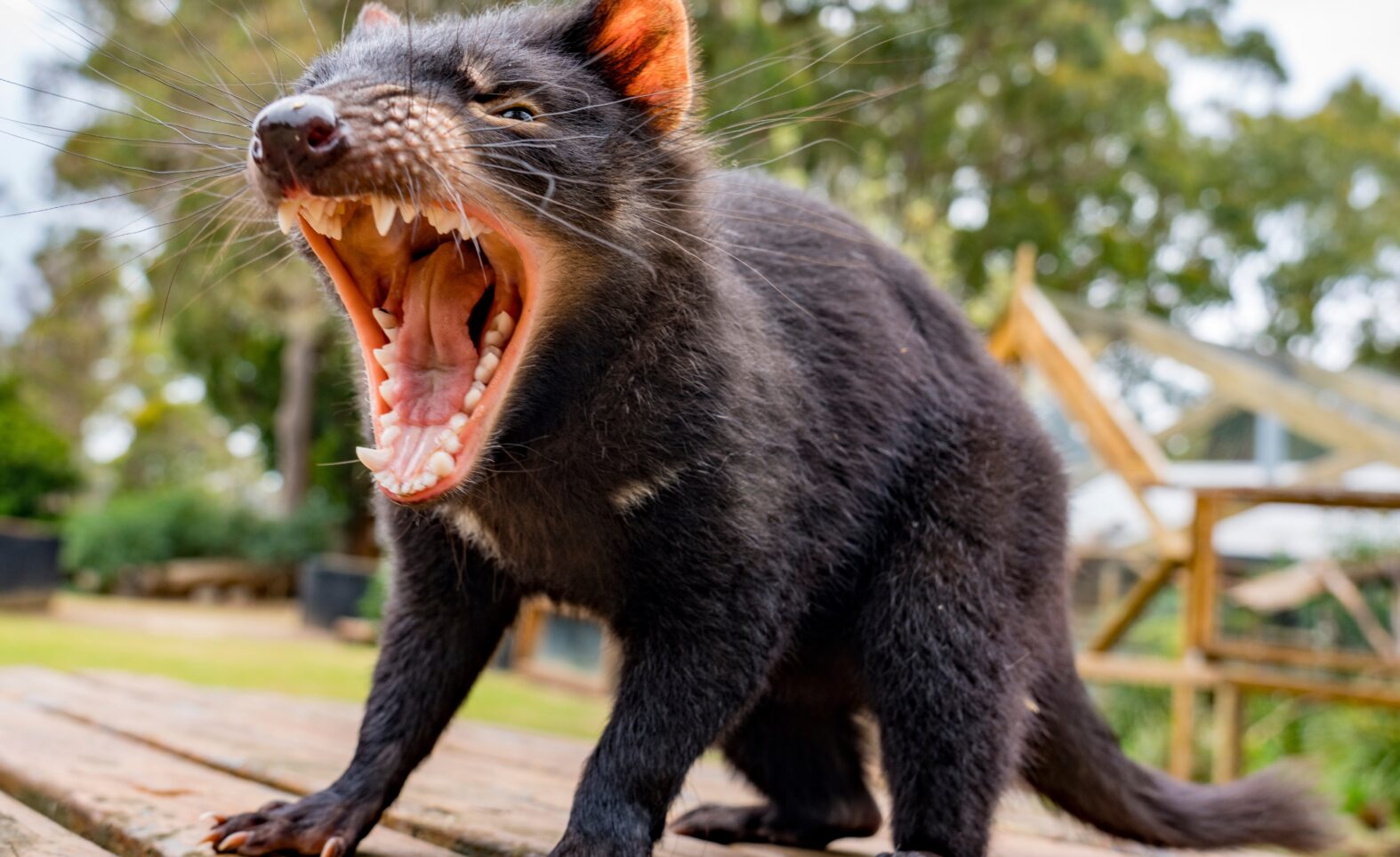 Tahmoor helps Tasmanian Devils and Koalas with their new home